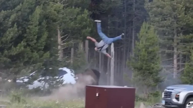 Bisonte embiste a turista anciano en Yellowstone y lo lanza casi tres metros de altura Bisonte embiste a turista anciano en Yellowstone y lo lanza casi tres metros de altura