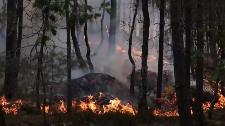 Detienen a bombero voluntario por provocar uno de los focos del incendio en bosque de Fontainebleau
