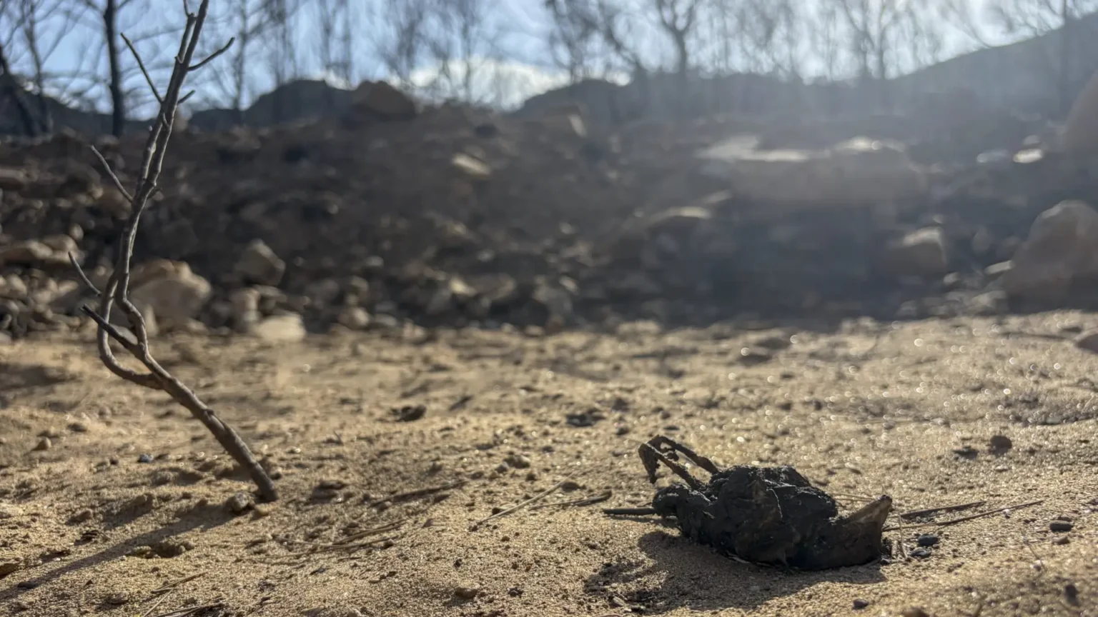 Incendio forestal en Almería cobra vidas y expone fallas en prevención ante amenaza creciente
