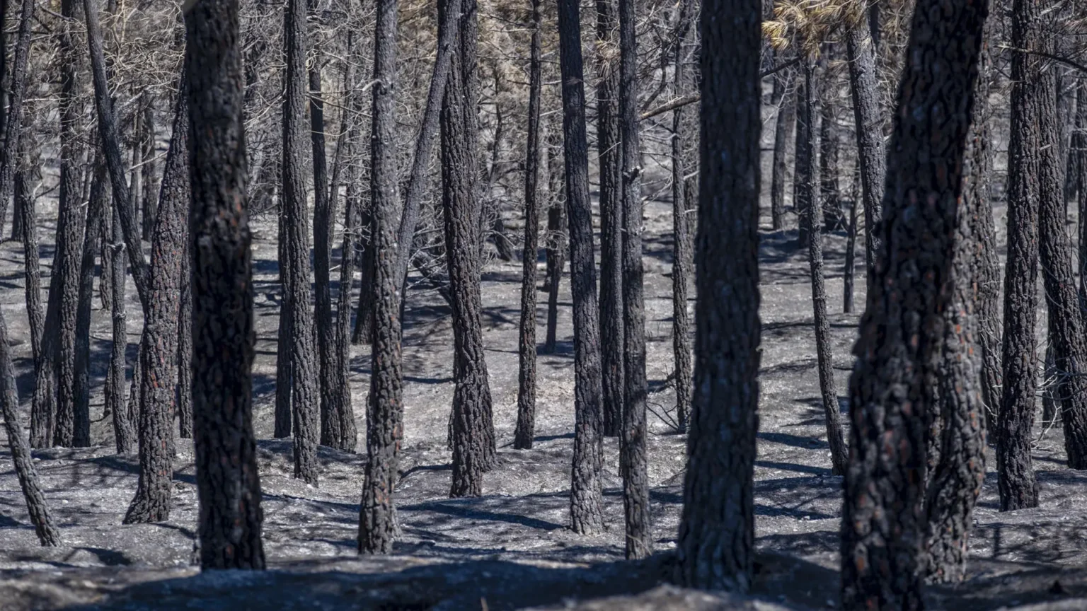 El incendio de La Mierla arrasa más de 26,000 hectáreas en Guadalajara y se mantiene sin control