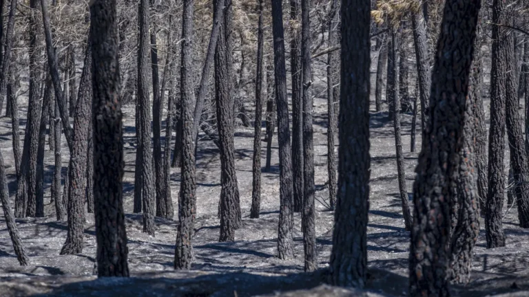 El incendio de La Mierla arrasa más de 26,000 hectáreas en Guadalajara y se mantiene sin control