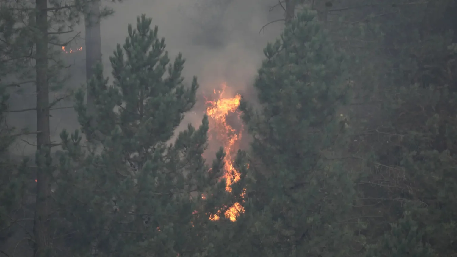 La superficie forestal quemada en España se dispara 36% en las últimas dos semanas La superficie forestal quemada en España se dispara 36% en las últimas dos semanas