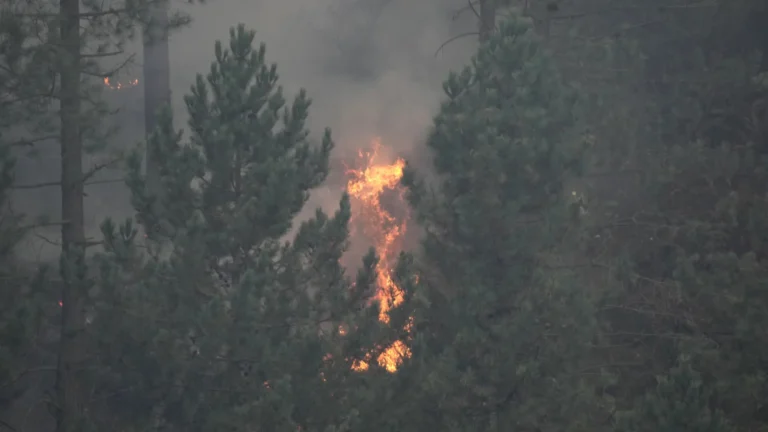 La superficie forestal quemada en España se dispara 36% en las últimas dos semanas La superficie forestal quemada en España se dispara 36% en las últimas dos semanas