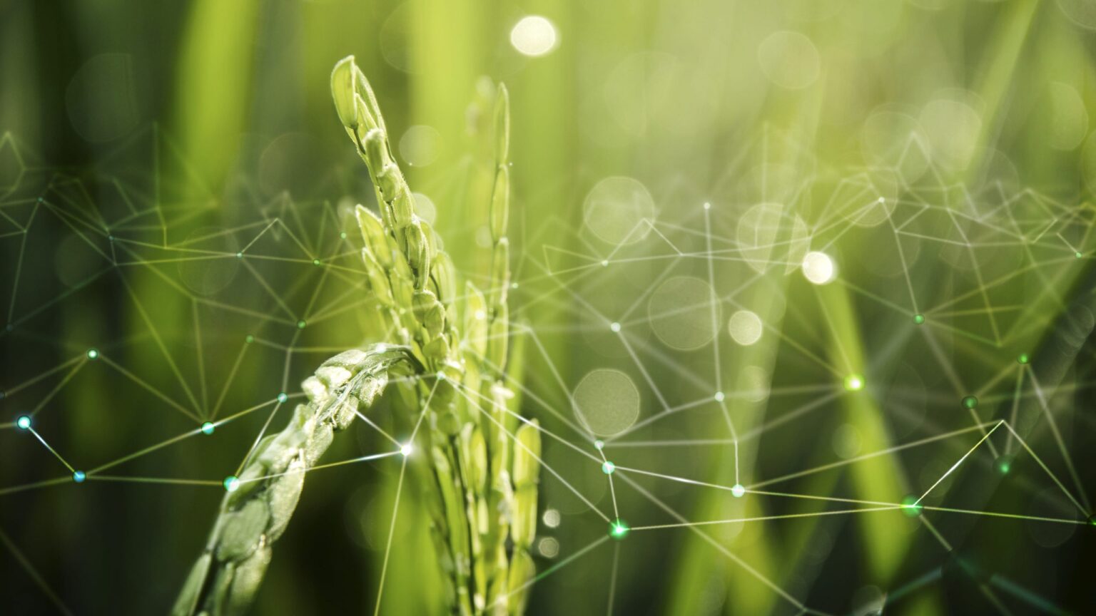 Solo el 24,9% de pequeñas empresas agroalimentarias en España cuenta con plan de digitalización