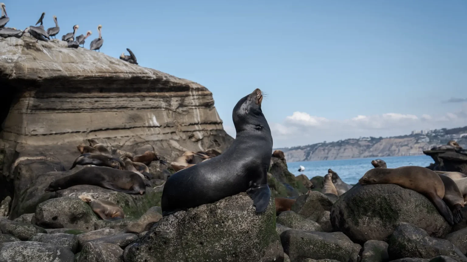 Australia confirma el primer caso de gripe aviar H5N1 en un mamífero tras hallar un lobo marino muerto