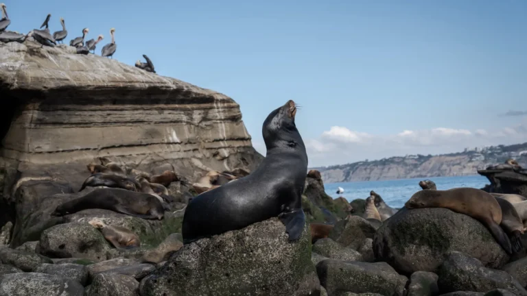 Australia confirma el primer caso de gripe aviar H5N1 en un mamífero tras hallar un lobo marino muerto