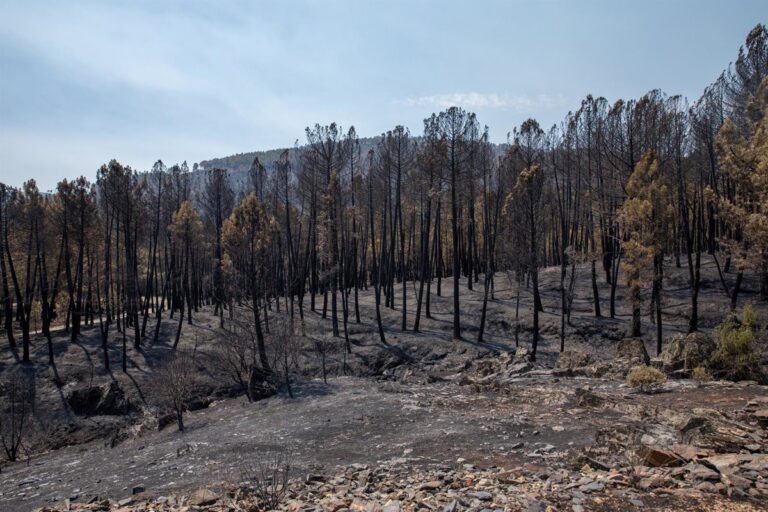 CCOO exige la dimisión de la consejera de Desarrollo Sostenible por la gestión del incendio de La Mierla