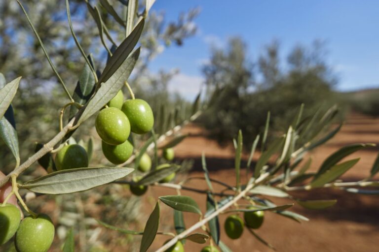 El CSIC desarrolla tecnología de agricultura de precisión que analiza cada árbol de forma individual