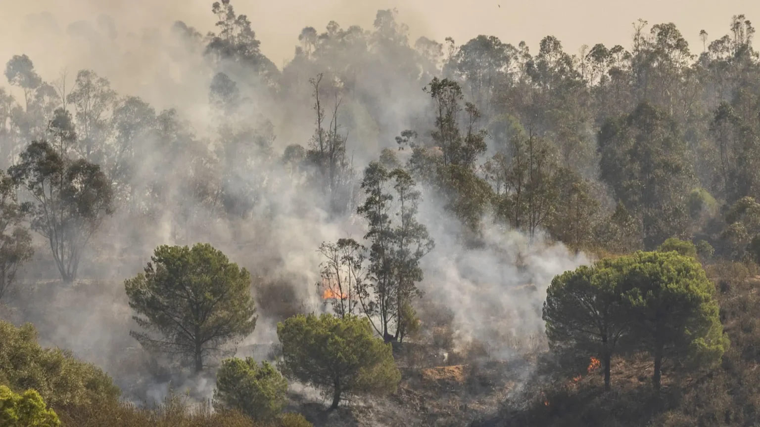España registra 264,656 hectáreas afectadas por incendios forestales en 2026, 80,000 menos que el año anterior