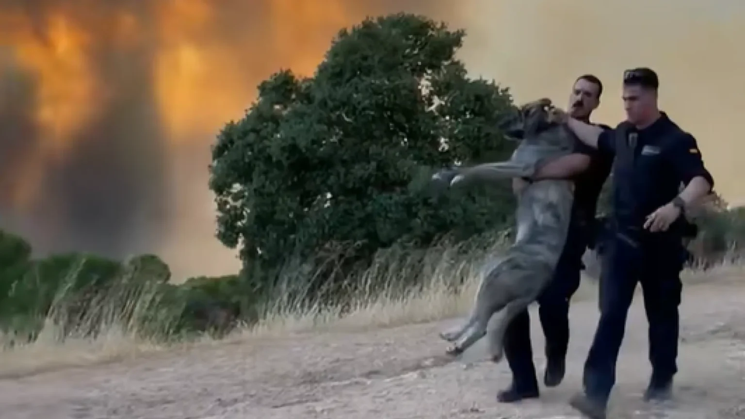 Agente de la Guardia Civil se vuelve viral tras rescatar a un mastín durante incendios en Madrid