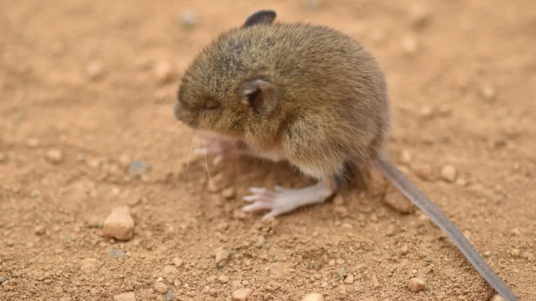 Venezuela confirma tres muertes por hantavirus y evalúa dos casos adicionales en profesionales de salud